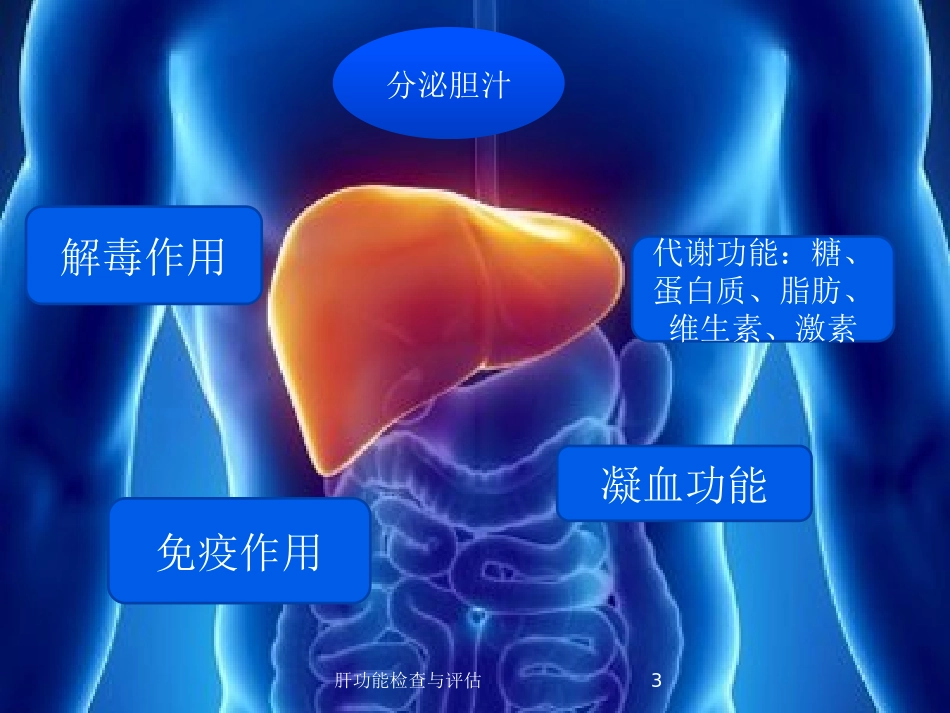 肝功能检查与评估培训课件.pptx_第3页