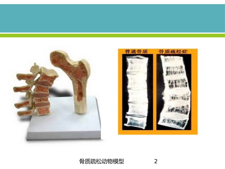 骨质疏松动物模型培训课件.pptx_第2页