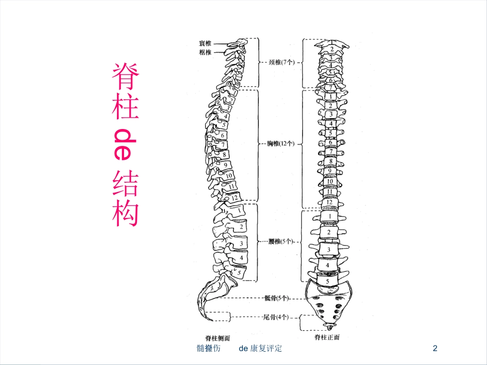 脊髓损伤的康复评定培训课件.pptx_第2页