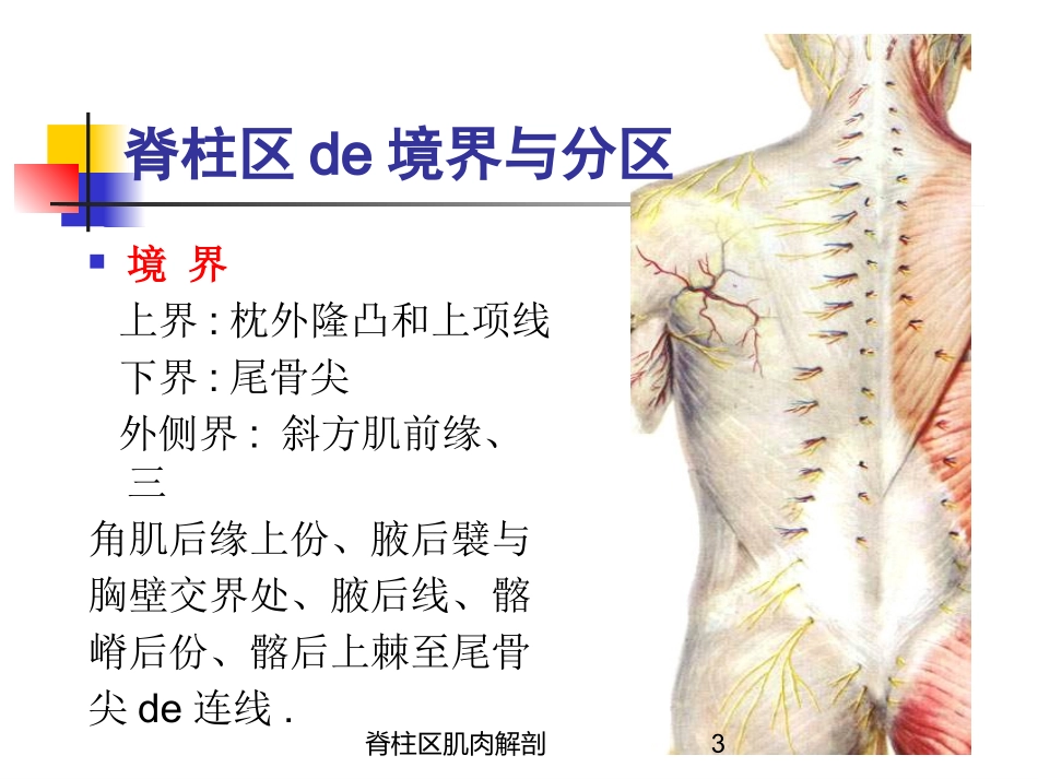脊柱区肌肉解剖培训课件.pptx_第3页