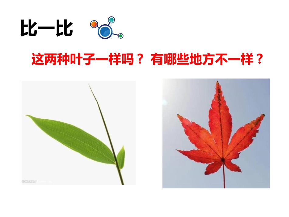 科版一年级科学上册《这是谁的叶_》教学课件7.pptx_第2页