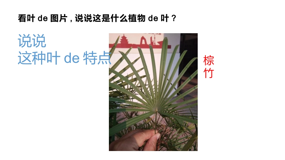 科版一年级科学上册《这是谁的叶_》教学课件8.pptx_第3页