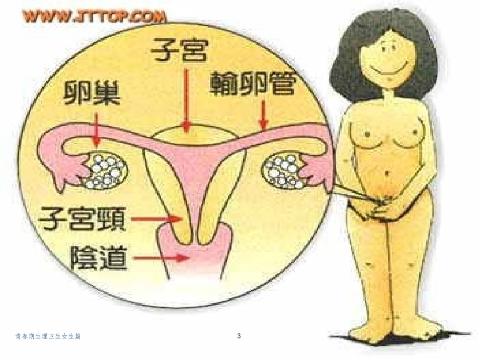 青春期生理卫生女生篇培训课件.pptx_第3页