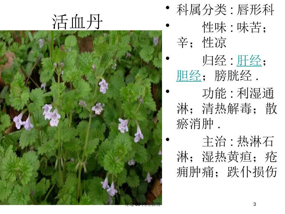 身边的药用植物培训课件.pptx_第3页