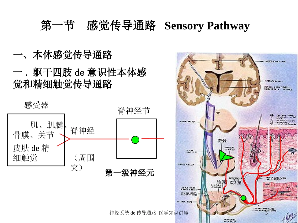 神经系统的传导通路-医学知识讲座培训课件.pptx_第3页
