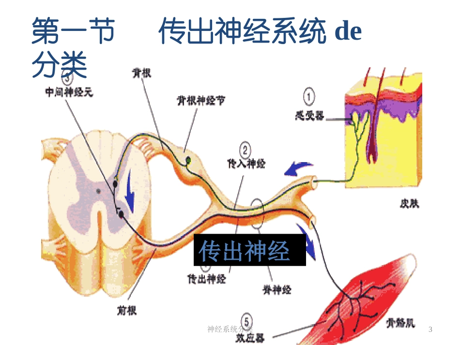 神经系统分类培训课件.pptx_第3页