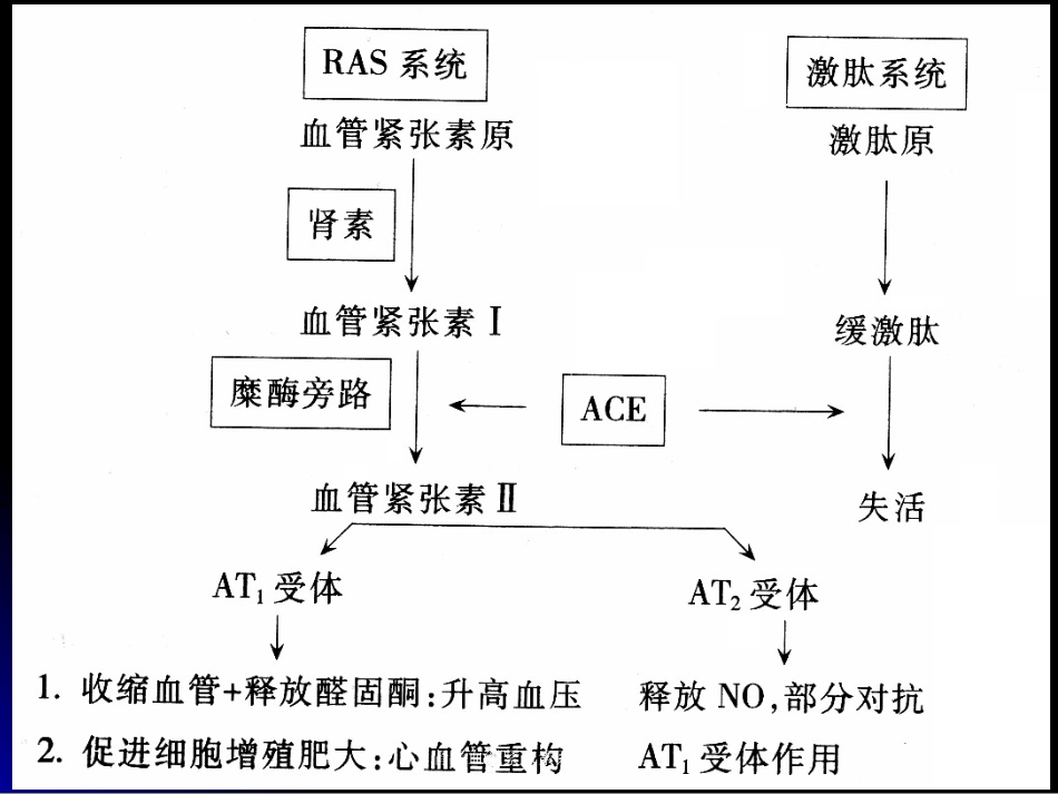 肾素血管紧张素系统药理培训课件.pptx_第2页