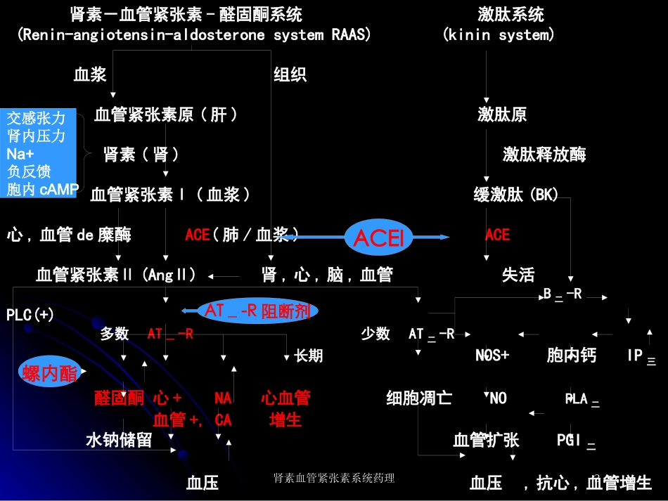 肾素血管紧张素系统药理培训课件.pptx_第3页