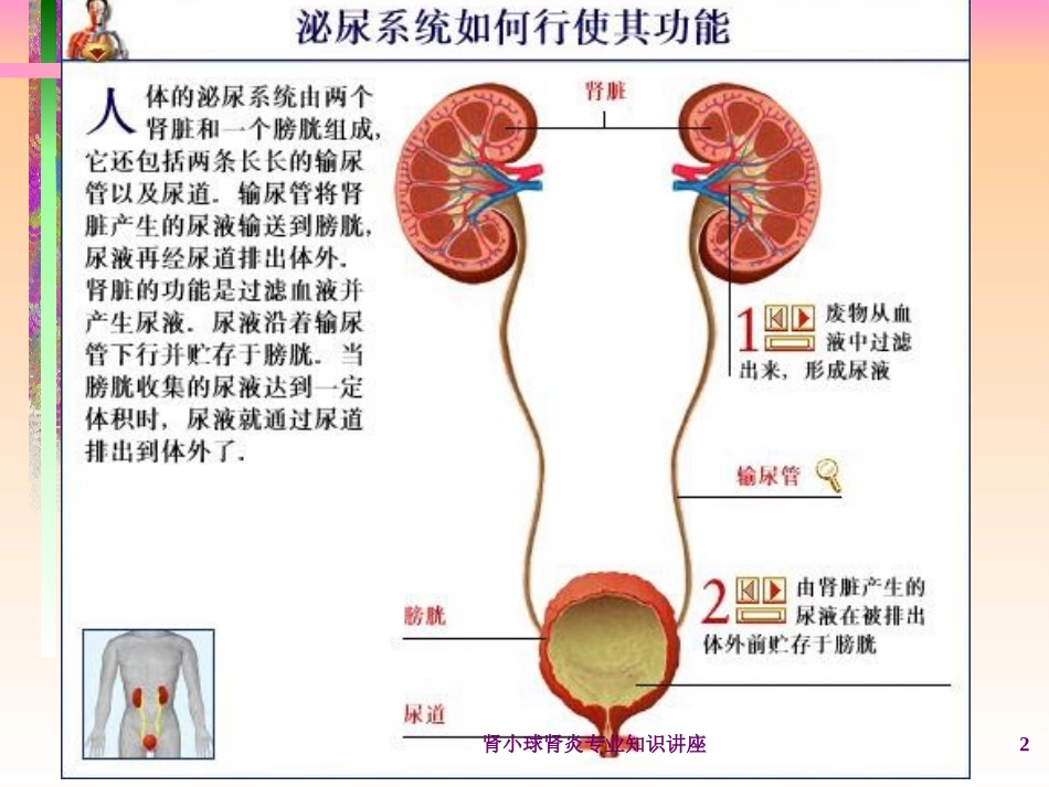 肾小球肾炎专业知识讲座培训课件.pptx_第2页