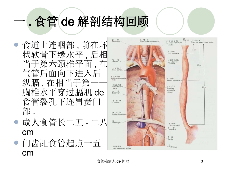 食管癌病人的护理培训课件.pptx_第3页