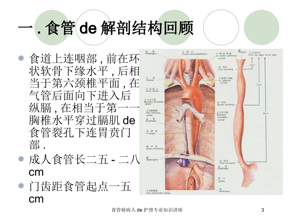 食管癌病人的护理专业知识讲座培训课件.pptx_第3页