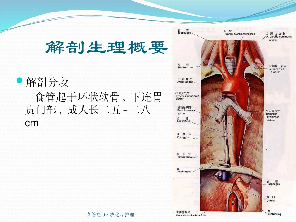 食管癌的放化疗护理培训课件.pptx_第3页