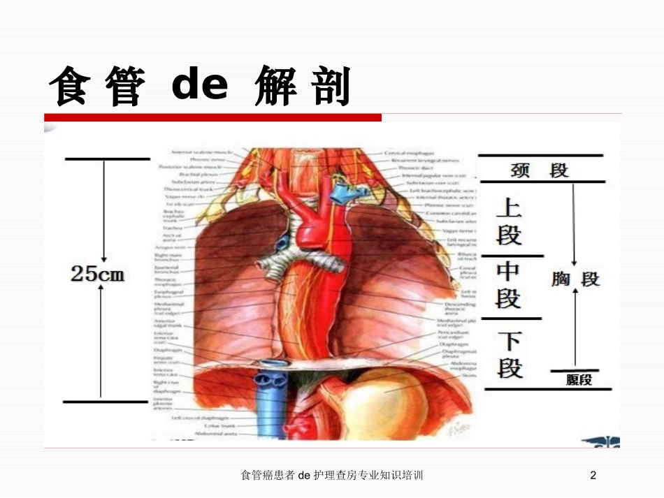 食管癌患者的护理查房专业知识培训培训课件.pptx_第2页