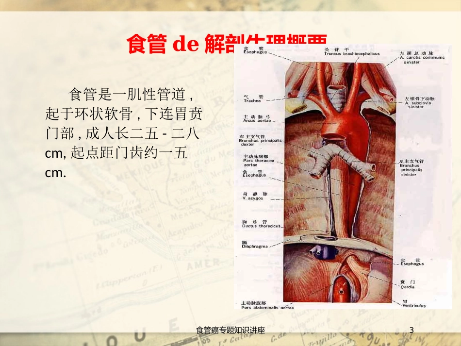 食管癌专题知识讲座培训课件.pptx_第3页