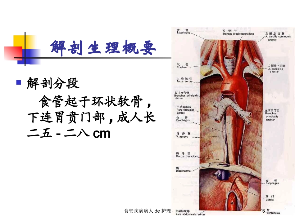 食管疾病病人的护理培训课件.pptx_第3页