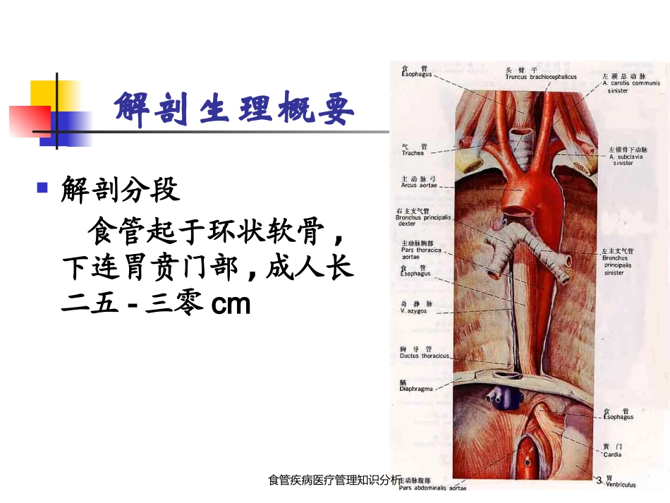 食管疾病医疗管理知识分析培训课件.pptx_第3页