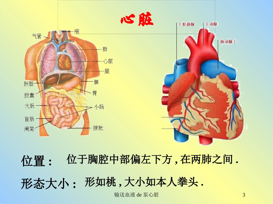 输送血液的泵心脏培训课件.pptx_第3页
