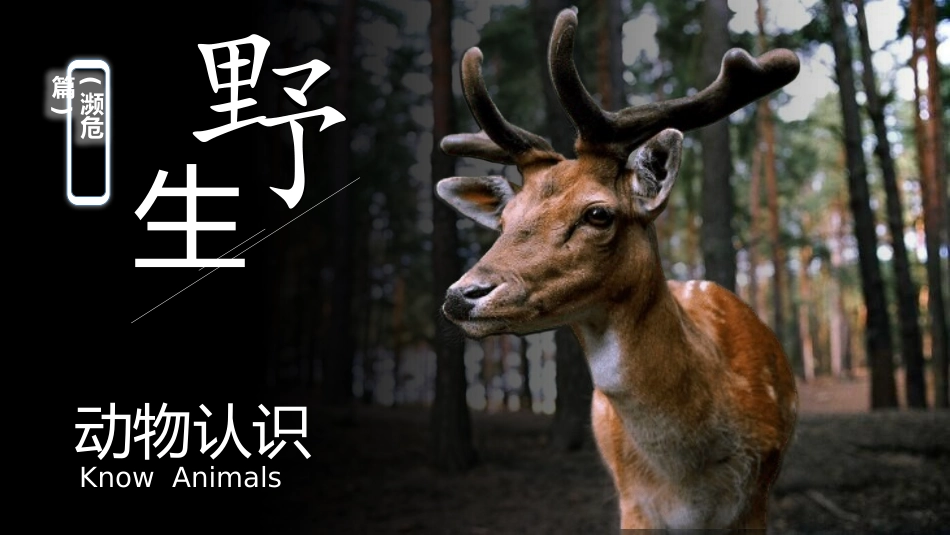 动物日 保护野生濒危动物 27.pptx_第1页