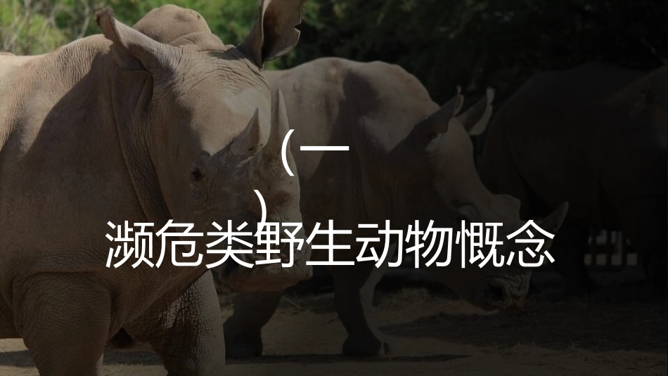 动物日 保护野生濒危动物 27.pptx_第3页