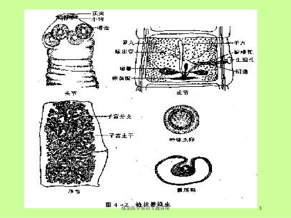 绦虫医学知识专题讲座培训课件.pptx_第3页
