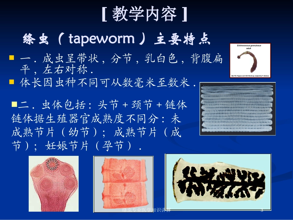 绦虫专业医学知识讲解培训课件.pptx_第3页