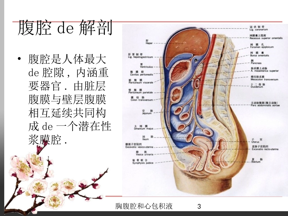 胸腹腔和心包积液培训课件.pptx_第3页