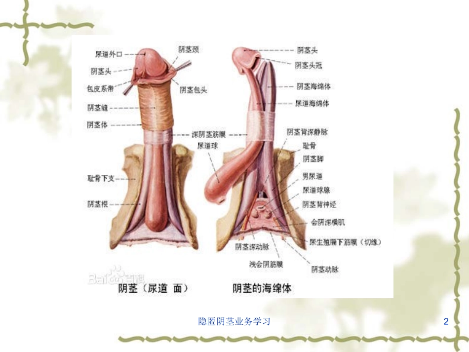 隐匿阴茎业务学习培训课件.pptx_第2页