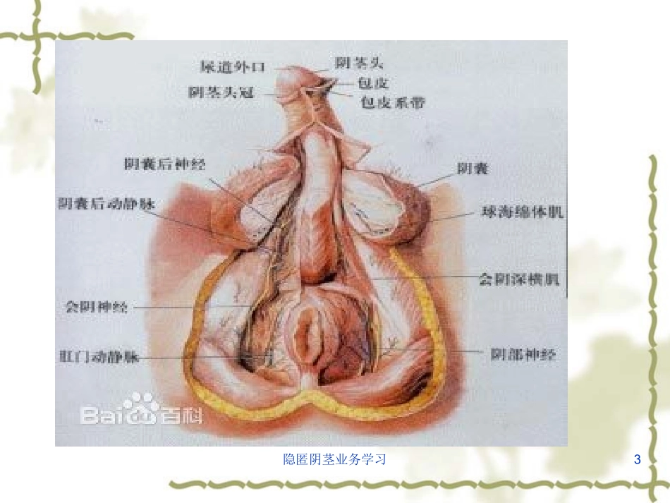隐匿阴茎业务学习培训课件.pptx_第3页