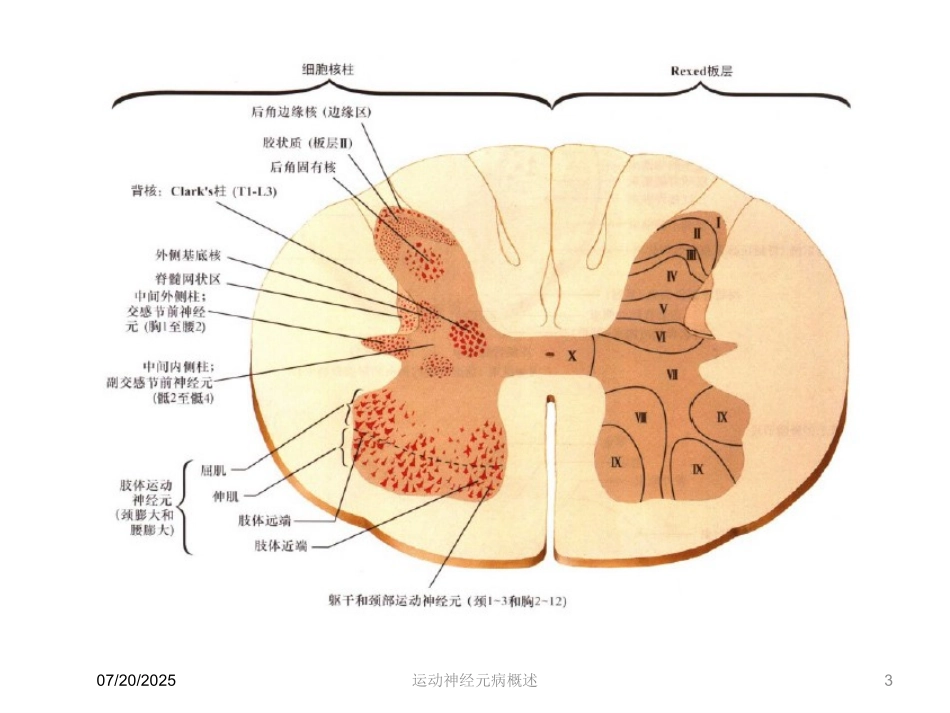 运动神经元病概述培训课件.pptx_第3页
