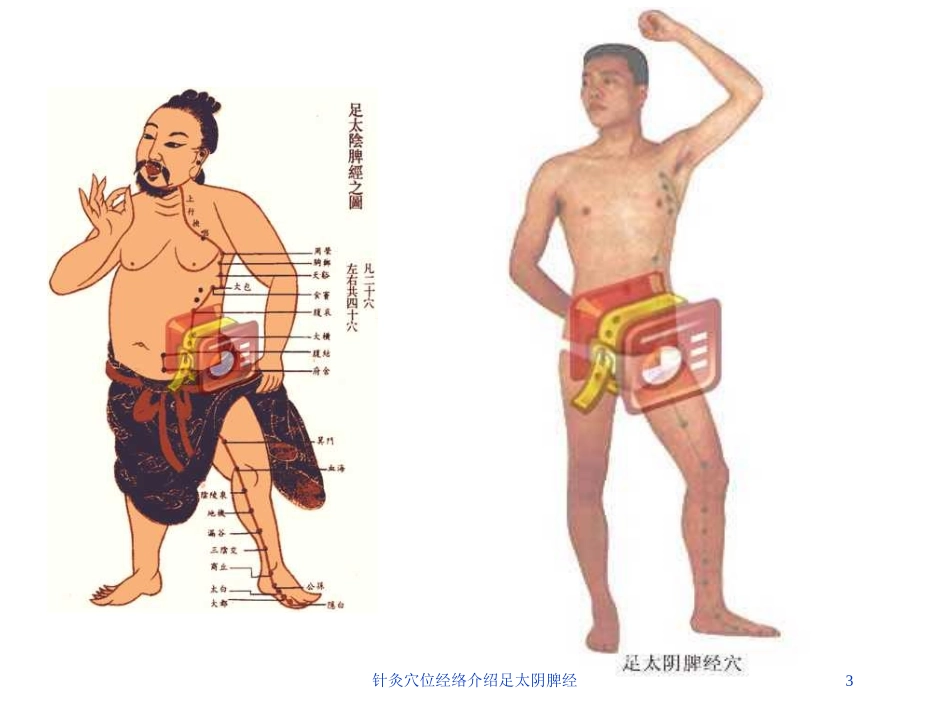 针灸穴位经络介绍足太阴脾经培训课件.pptx_第3页