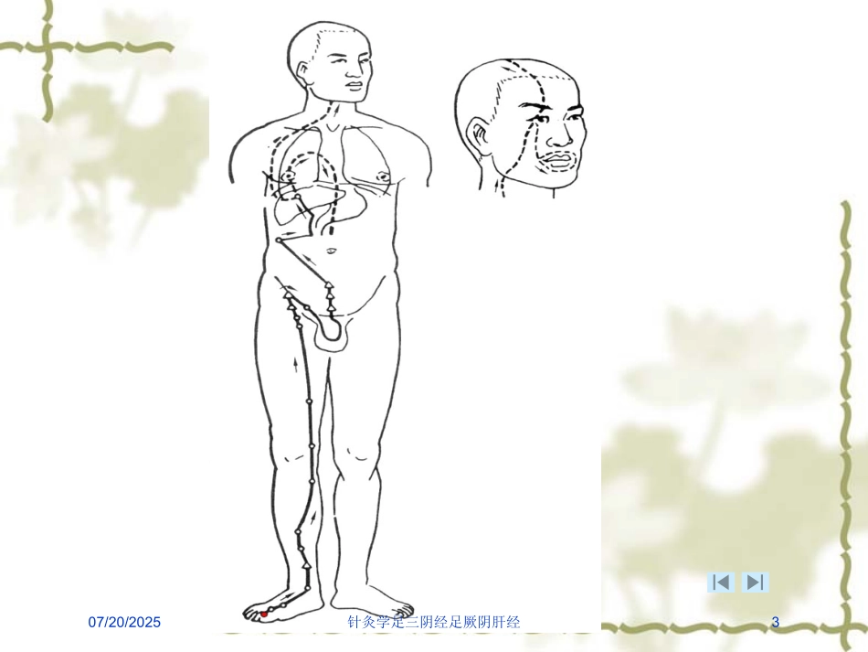 针灸学足三阴经足厥阴肝经培训课件.pptx_第3页