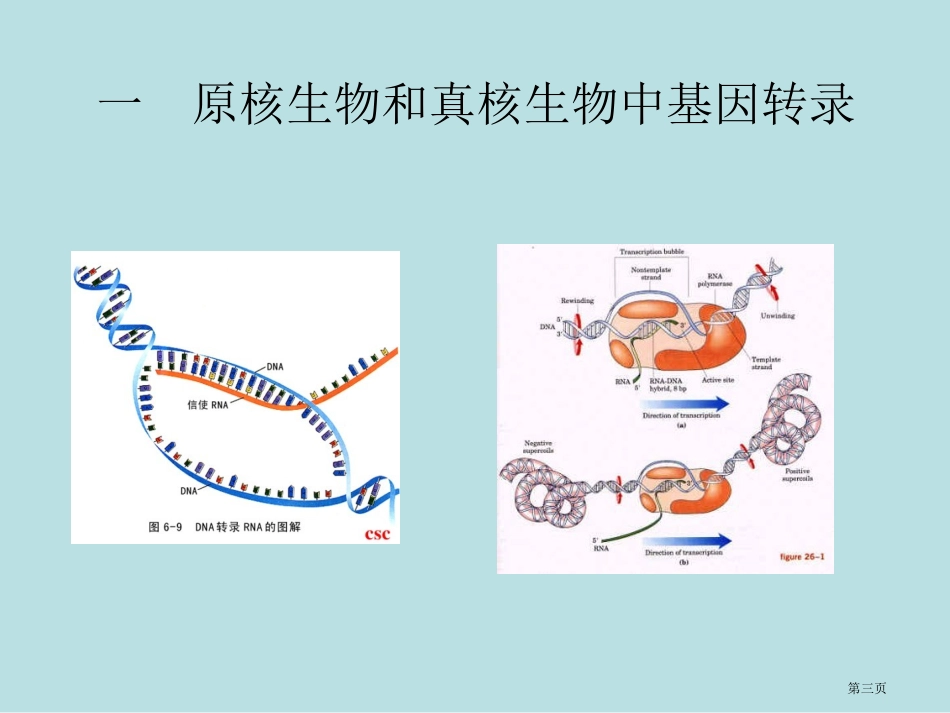 真核生物和原核生物的转录调控名师优质课赛课一等奖市公开课获奖课件.pptx_第3页