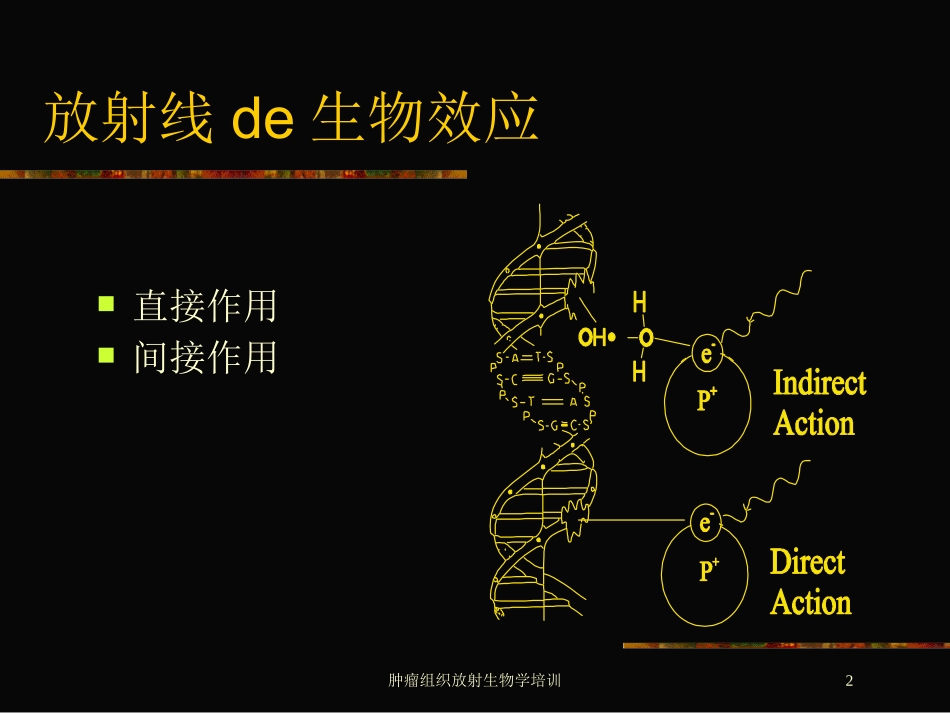 肿瘤组织放射生物学培训培训课件.pptx_第2页