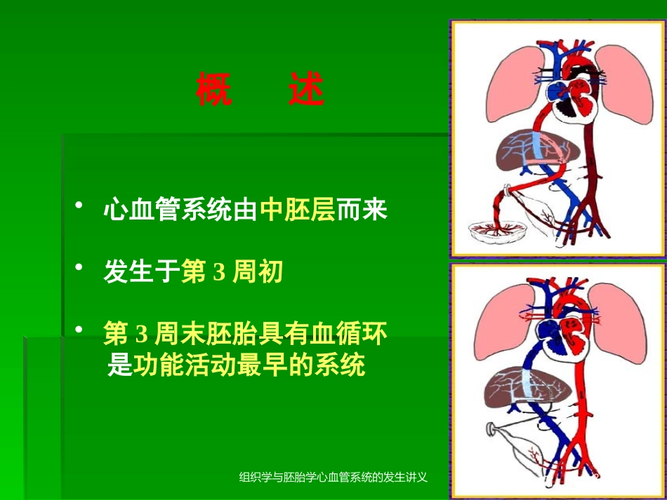 组织学与胚胎学心血管系统的发生讲义培训课件.pptx_第2页