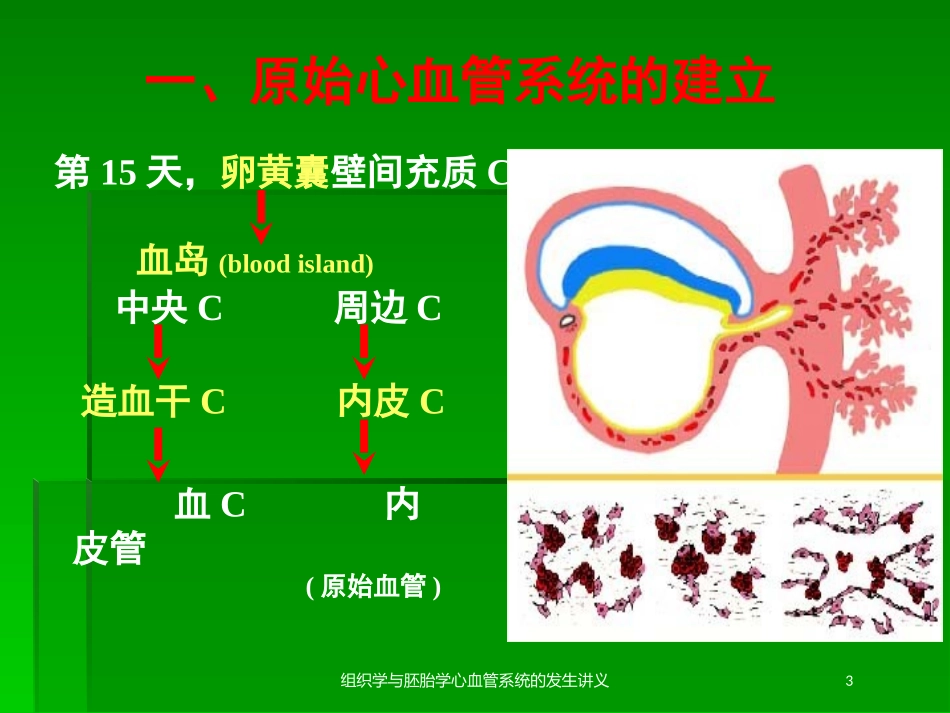 组织学与胚胎学心血管系统的发生讲义培训课件.pptx_第3页