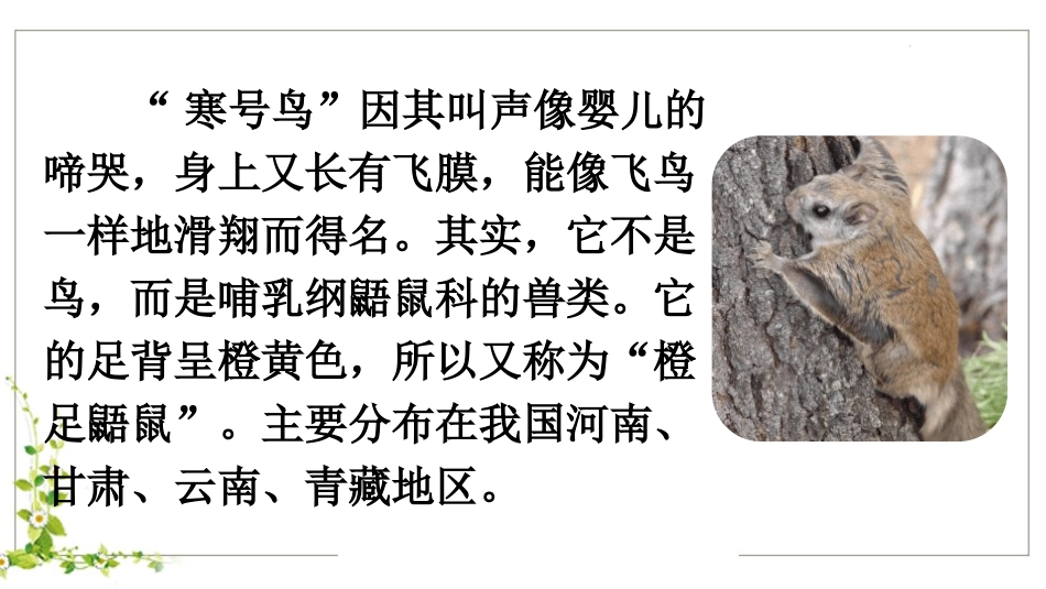 部编版二年级上册语文《寒号鸟》课件7.pptx_第3页