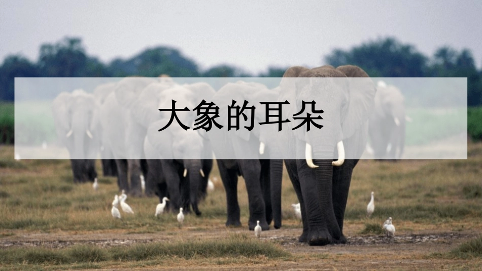 部编版二年级下册语文《大象的耳朵》课件1.pptx_第1页
