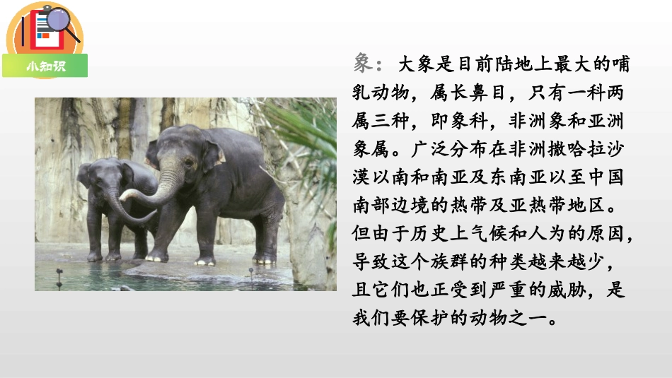 部编版二年级下册语文《大象的耳朵》课件1.pptx_第3页