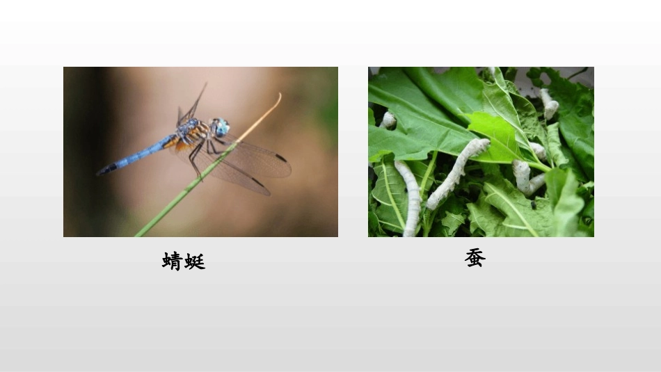 部编版二年级下册语文《我是一只小虫子》课件1.pptx_第3页