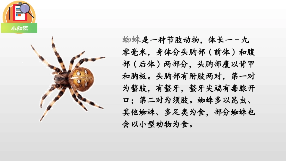 部编版二年级下册语文《蜘蛛开店》课件1.pptx_第3页