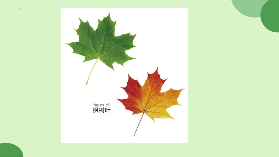 科版一年级科学上册《观察叶》优秀课件 2.pptx_第3页