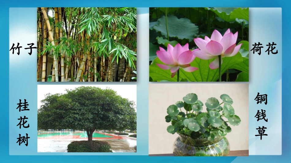 科版一年级科学上册《观察一棵植物》课件7.pptx_第2页