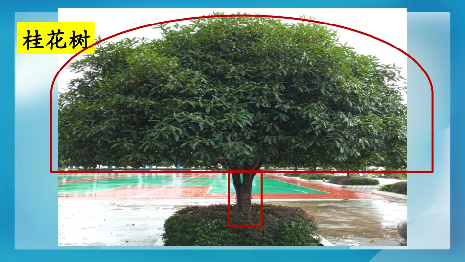 科版一年级科学上册《观察一棵植物》课件7.pptx_第3页