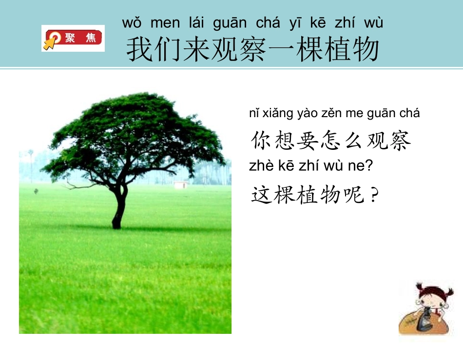 科版一年级科学上册《观察一棵植物》课件9.pptx_第2页