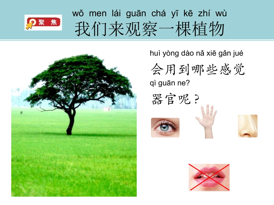 科版一年级科学上册《观察一棵植物》课件9.pptx_第3页