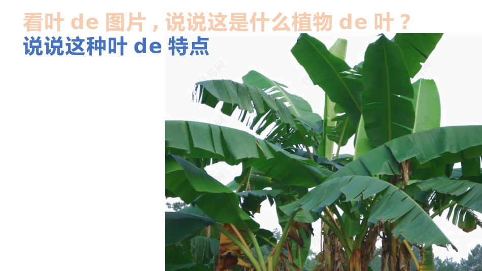 科版一年级科学上册《这是谁的叶_》教学课件 4.pptx_第2页