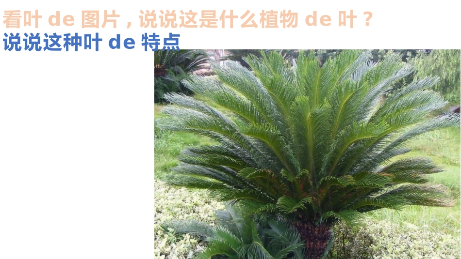 科版一年级科学上册《这是谁的叶_》教学课件 4.pptx_第3页