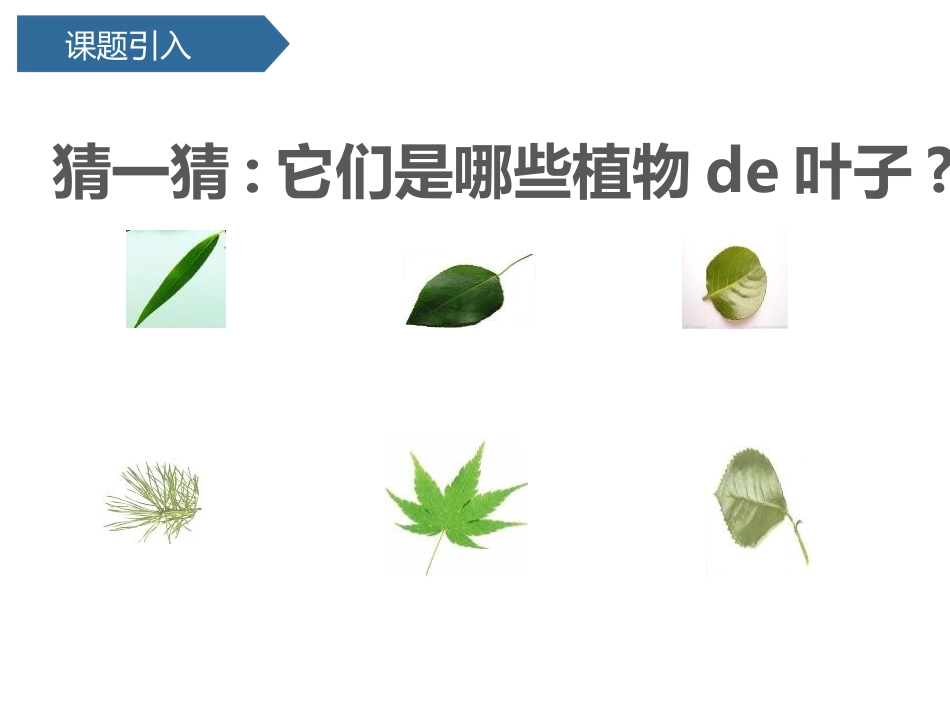 科版一年级科学上册《这是谁的叶_》教学课件 9.pptx_第2页