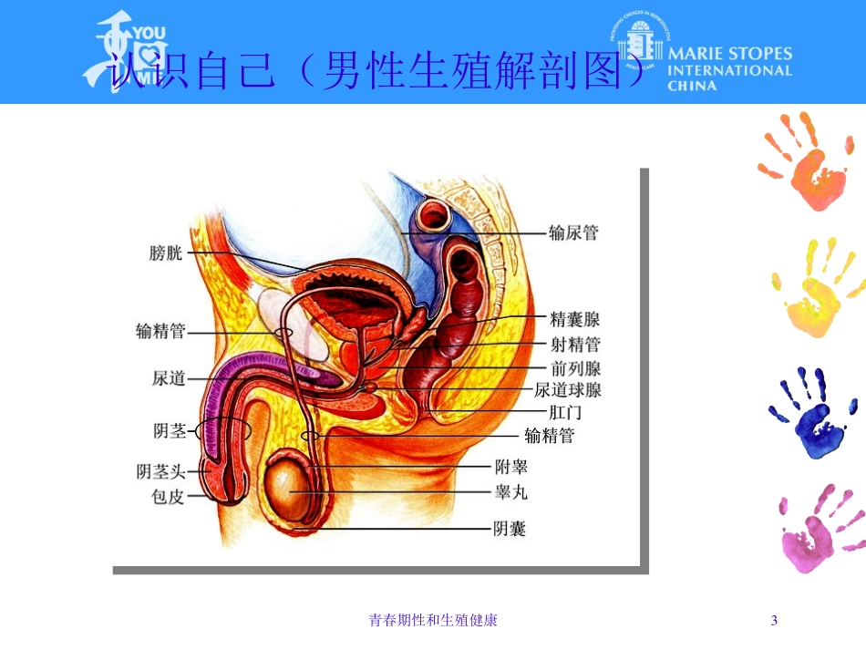 青春期性和生殖健康培训课件.pptx_第3页