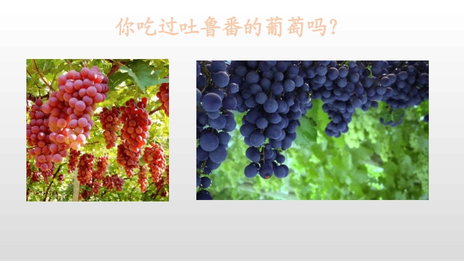 部编版二年级上册语文《葡萄沟》课件8.pptx_第2页